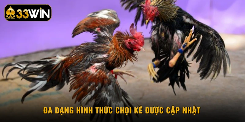 Đa dạng hình thức chọi kê được cập nhật